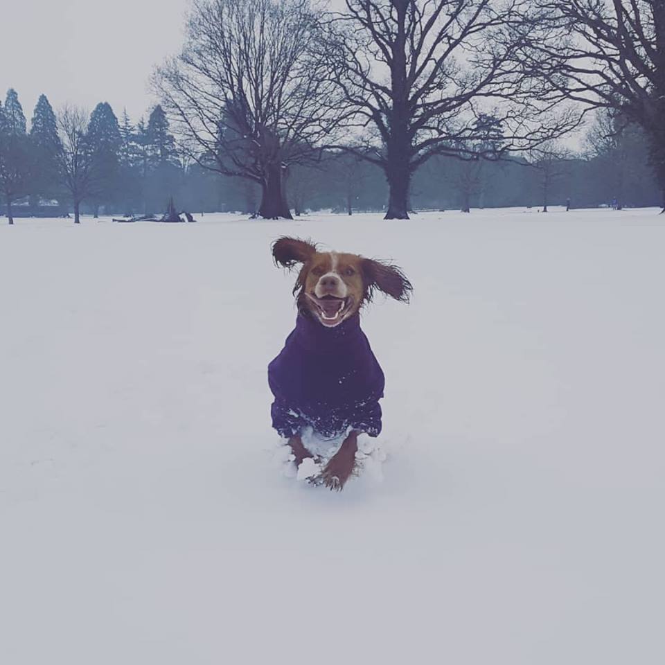 snowy dog walk