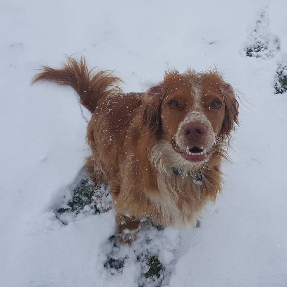 a cocker spaniel sitting in the snow