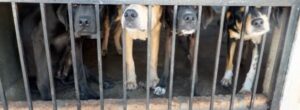 four dogs behind bars