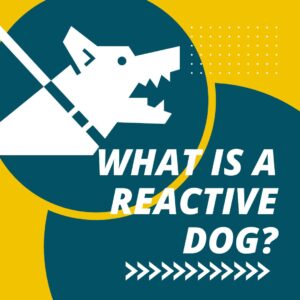 What Is A Reactive Dog?