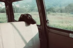 dog in a van