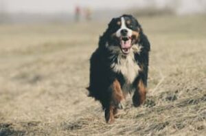 bernese dog running towards the camera