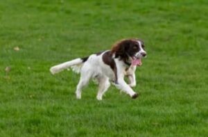 a spaniel running across grass