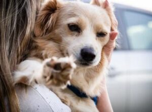 a lost dog reunited