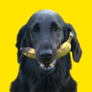 the yellow dog scheme UK