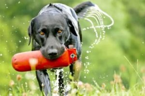 Dog training basics for dog walkers
