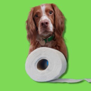 spaniel on a green background with a toilet roll