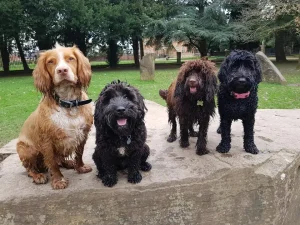 4 dogs on a rock looking at the camera