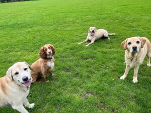 4 dogs in a green field