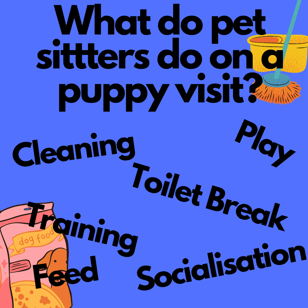 what-do-pet-sitters-do-on-a-puppy-visit-the-dog-walking-coach