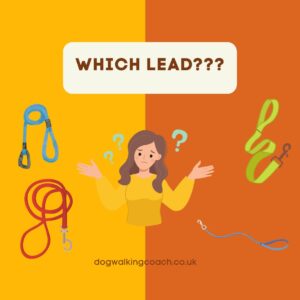 best leads for professional dog walkers