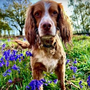 spaniel and bluebells