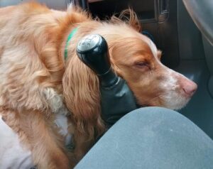 a sleepy cocker spaniel in a car with his head on the gearstick