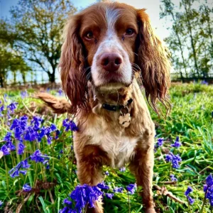 a red cocker spaniel in a field of bluebells