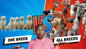 a woman trying to choose between walking one breed of dog and walking all the breeds