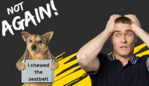 an exasperated man looking at a dog who has chewed the seatbelt of his car