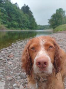 a red cocker spaniel by a river