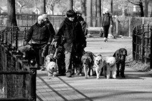 black and white photo of a dog walker with several dogs