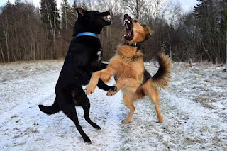 2 dogs fighting