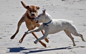 dogs play beach dangerous