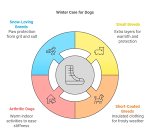 Ultimate Guide to Keeping Your Dog Safe and Happy on Winter Walks visual selection 1