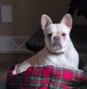 a white french bulldog