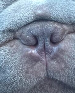 close up of a french bulldog nose