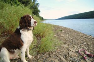 a springer spaniel by a lake