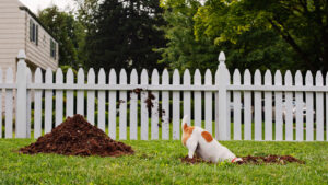 dog digging